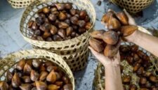 Salak Indonesia Masuk Pasar China dan Terus Meningkat