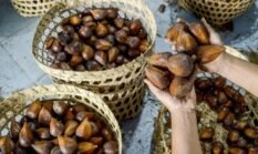 Ekspor Salak dan Durian Indonesia ke China