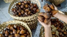 Salak Indonesia Masuk Pasar China dan Terus Meningkat