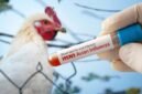 Waspada Flu Burung Naik Lagi, Jangan Lengah