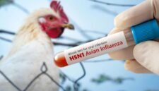 Waspada Flu Burung Naik Lagi, Jangan Lengah