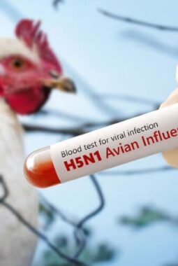 Bahaya, Wabah Flu Burung Naik Lagi