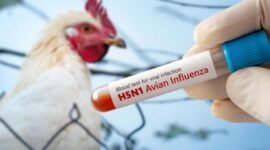 Waspada Flu Burung Naik Lagi, Jangan Lengah