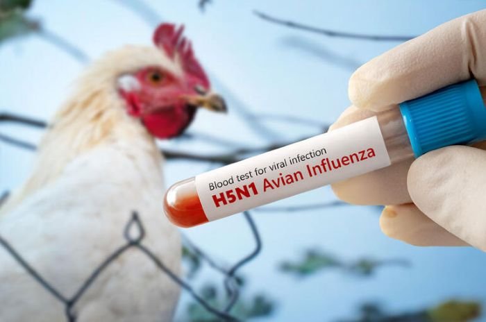 Waspada Flu Burung Naik Lagi, Jangan Lengah