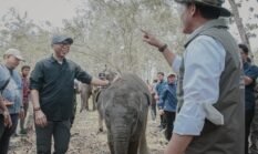 Menhut Tinjau Proyek Mitigasi Interaksi Gajah di TNWK