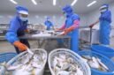 Foto yang diabadikan pada 17 Oktober 2023 ini menunjukkan beberapa staf dari sebuah perusahaan makanan di Zona Investasi Yuanhong di Provinsi Fujian, Tiongkok tenggara, memilah produk ikan segar yang akan diekspor ke Indonesia. (Xinhua)
