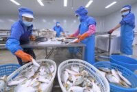 Foto yang diabadikan pada 17 Oktober 2023 ini menunjukkan beberapa staf dari sebuah perusahaan makanan di Zona Investasi Yuanhong di Provinsi Fujian, Tiongkok tenggara, memilah produk ikan segar yang akan diekspor ke Indonesia. (Xinhua)