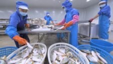 Foto yang diabadikan pada 17 Oktober 2023 ini menunjukkan beberapa staf dari sebuah perusahaan makanan di Zona Investasi Yuanhong di Provinsi Fujian, Tiongkok tenggara, memilah produk ikan segar yang akan diekspor ke Indonesia. (Xinhua)