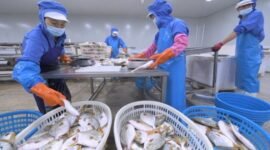 Foto yang diabadikan pada 17 Oktober 2023 ini menunjukkan beberapa staf dari sebuah perusahaan makanan di Zona Investasi Yuanhong di Provinsi Fujian, Tiongkok tenggara, memilah produk ikan segar yang akan diekspor ke Indonesia. (Xinhua)