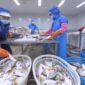 Foto yang diabadikan pada 17 Oktober 2023 ini menunjukkan beberapa staf dari sebuah perusahaan makanan di Zona Investasi Yuanhong di Provinsi Fujian, Tiongkok tenggara, memilah produk ikan segar yang akan diekspor ke Indonesia. (Xinhua)