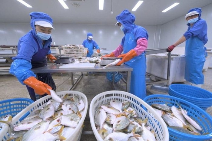 Foto yang diabadikan pada 17 Oktober 2023 ini menunjukkan beberapa staf dari sebuah perusahaan makanan di Zona Investasi Yuanhong di Provinsi Fujian, Tiongkok tenggara, memilah produk ikan segar yang akan diekspor ke Indonesia. (Xinhua)