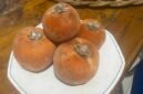 Buah Bisbul [Aan Ibrahim]