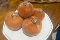 Buah Bisbul [Aan Ibrahim]