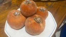 Buah Bisbul [Aan Ibrahim]
