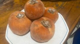 Buah Bisbul [Aan Ibrahim]