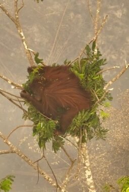 Karhutla, Tim Evakuasi Orang Utan di Palangka