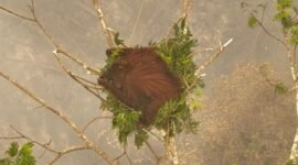 Foto yang diabadikan menggunakan drone dan disediakan oleh Balai Konservasi Sumber Daya Alam Kalimantan Tengah (BKSDA Kalteng) dan Borneo Orangutan Survival Foundation (BOSF) Nyaru Menteng dari rangkaian evakuasi pada 25 dan 26 September 2026 ini memperlihatkan seekor orang utan betina yang terjebak asap dan kebakaran hutan dan lahan (karhutla) di daerah Katune, Kelurahan Banturung, Kecamatan Bukit Batu, Kota Palangka Raya, Provinsi Kalimantan Tengah. (BKSDA Kalteng/BOSF/Xinhua)
