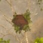 Foto yang diabadikan menggunakan drone dan disediakan oleh Balai Konservasi Sumber Daya Alam Kalimantan Tengah (BKSDA Kalteng) dan Borneo Orangutan Survival Foundation (BOSF) Nyaru Menteng dari rangkaian evakuasi pada 25 dan 26 September 2026 ini memperlihatkan seekor orang utan betina yang terjebak asap dan kebakaran hutan dan lahan (karhutla) di daerah Katune, Kelurahan Banturung, Kecamatan Bukit Batu, Kota Palangka Raya, Provinsi Kalimantan Tengah. (BKSDA Kalteng/BOSF/Xinhua)

