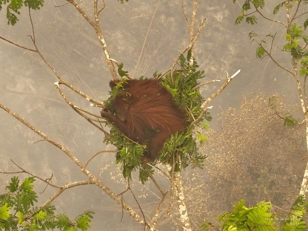 Foto yang diabadikan menggunakan drone dan disediakan oleh Balai Konservasi Sumber Daya Alam Kalimantan Tengah (BKSDA Kalteng) dan Borneo Orangutan Survival Foundation (BOSF) Nyaru Menteng dari rangkaian evakuasi pada 25 dan 26 September 2026 ini memperlihatkan seekor orang utan betina yang terjebak asap dan kebakaran hutan dan lahan (karhutla) di daerah Katune, Kelurahan Banturung, Kecamatan Bukit Batu, Kota Palangka Raya, Provinsi Kalimantan Tengah. (BKSDA Kalteng/BOSF/Xinhua)