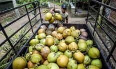 Kelapa Diburu, dari Bogor Hingga Tiongkok